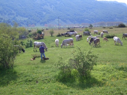 Vacca raduno
